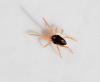 Penthaleus sp.